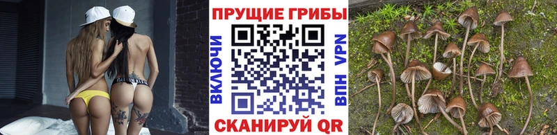 Псилоцибиновые грибы прущие грибы  закладка  Пущино 